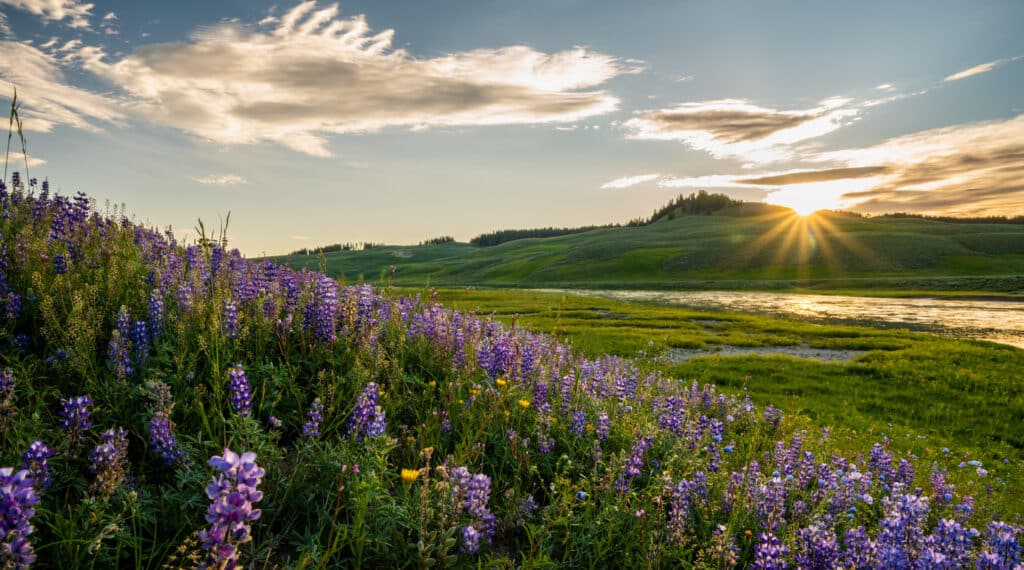 A field of purple wildflowers overlooks green rolling hills at sunset, with sun rays shining through clouds and reflecting on a distant river—perfect scenery for a cattle ranch or land for sale.