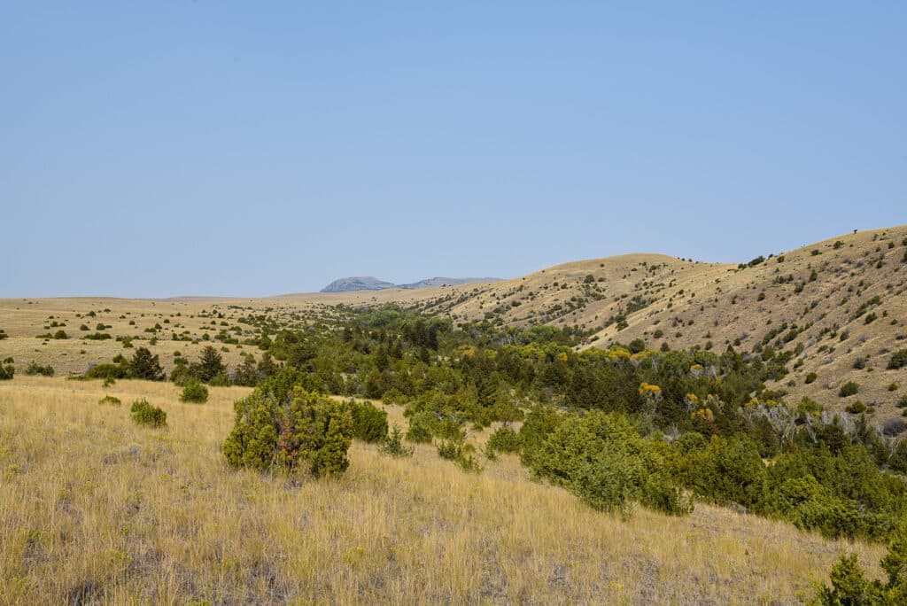A wide, open landscape with rolling hills covered in dry grass and scattered green shrubs under a clear blue sky. Dense green trees fill the valley, making this an ideal recreational land or hunting property.