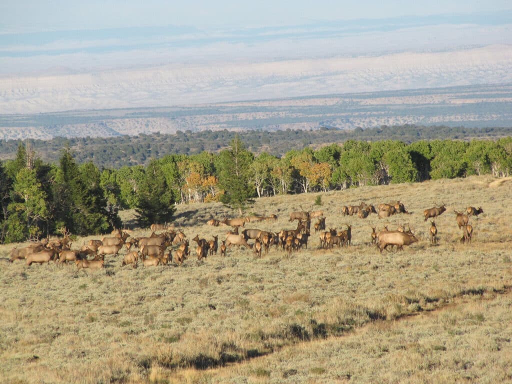 Range Valley Mountain cattle