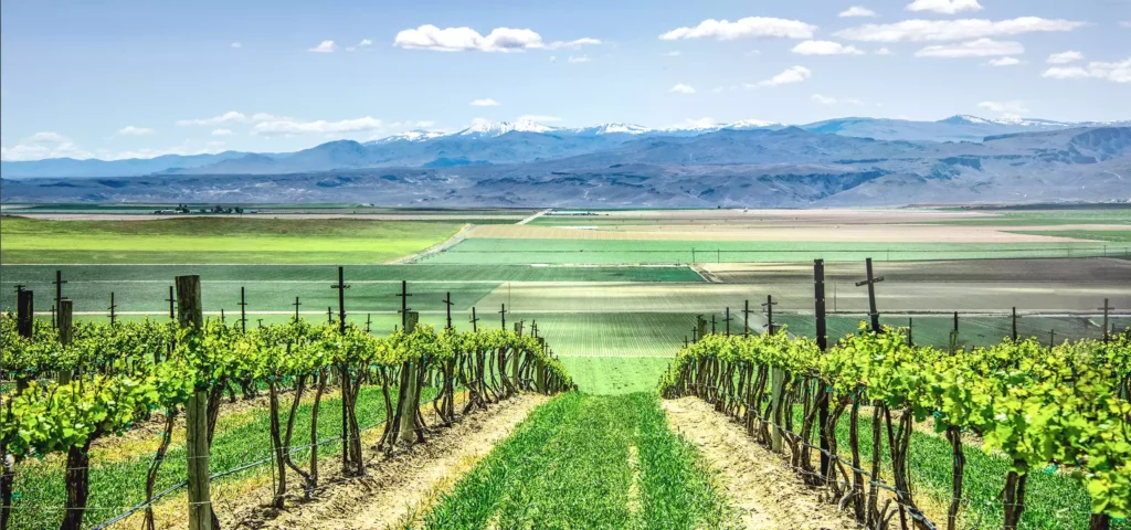 Rows of grapevines in a vineyard stretch toward a patchwork of green and brown fields, perfect for recreational land, with distant snow-capped mountains under a blue sky with scattered clouds.