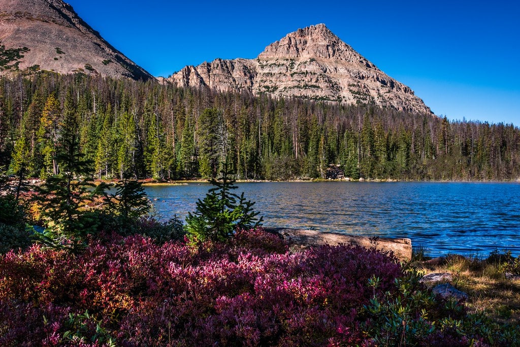 A clear blue lake is surrounded by dense pine trees and colorful shrubs, with rugged mountains rising in the background under a bright blue sky—perfect recreational land or cattle ranch for sale.