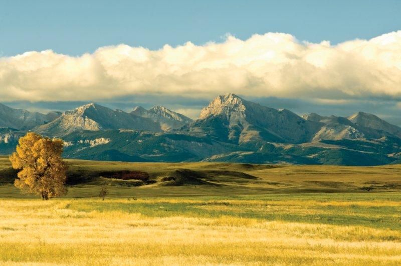 A wide, sunlit field with tall yellow grass stretches toward rugged mountains under a partly cloudy sky. Perfect as a hunting property, this landscape features a lone golden tree and open space ideal for your dream ranch for sale.