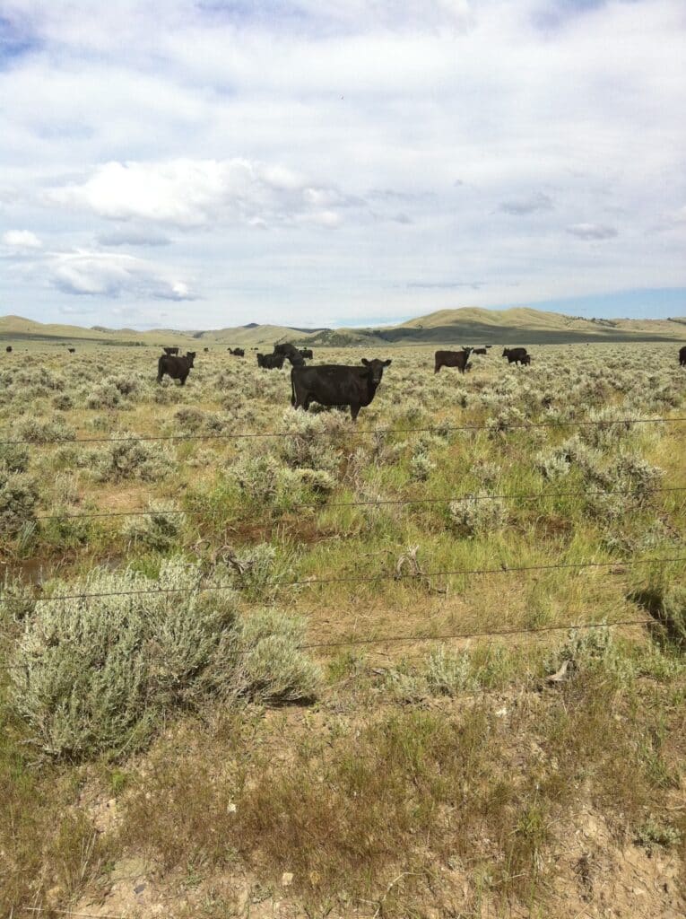A herd of black cows grazes on a grassy, shrub-filled plain under a partly cloudy sky, with rolling hills in the distance—perfect recreational land or ranch for sale.