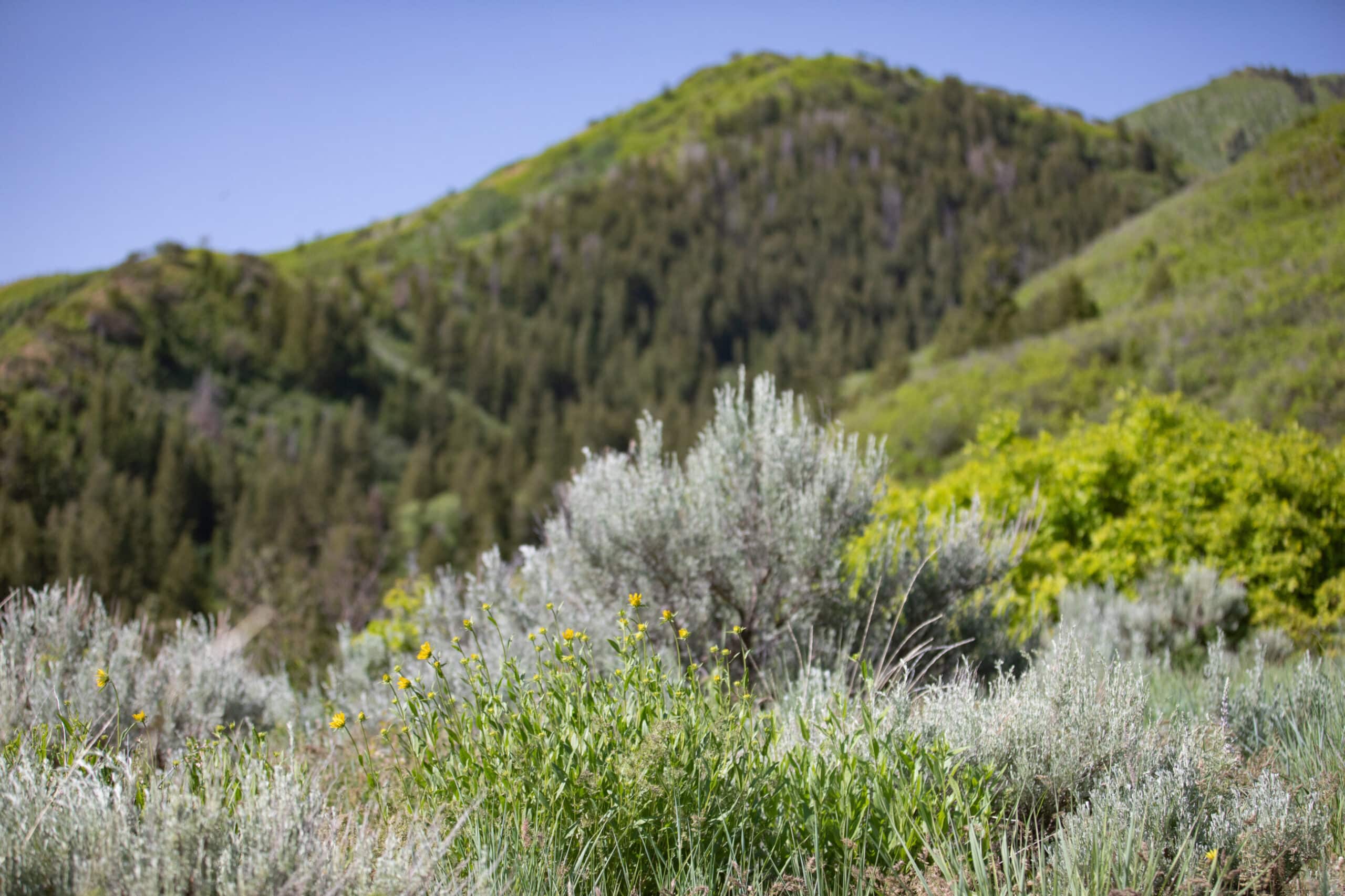 Green hills covered in trees and shrubs under a clear blue sky, with sagebrush and small yellow wildflowers in the foreground—an ideal recreational land or hunting property for those seeking natural beauty.