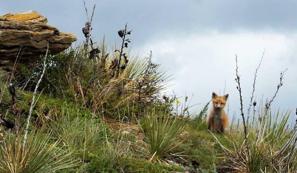 A red fox sits among tall grass and shrubs on recreational land, partially hidden by vegetation, with a large rock on the left and a cloudy sky in the background.