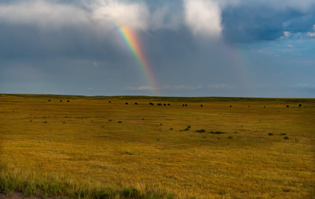 A rainbow appears in a cloudy sky over a vast, yellow-green prairie with scattered cattle grazing in the distance—an inviting recreational land perfect for those seeking open space and natural beauty.