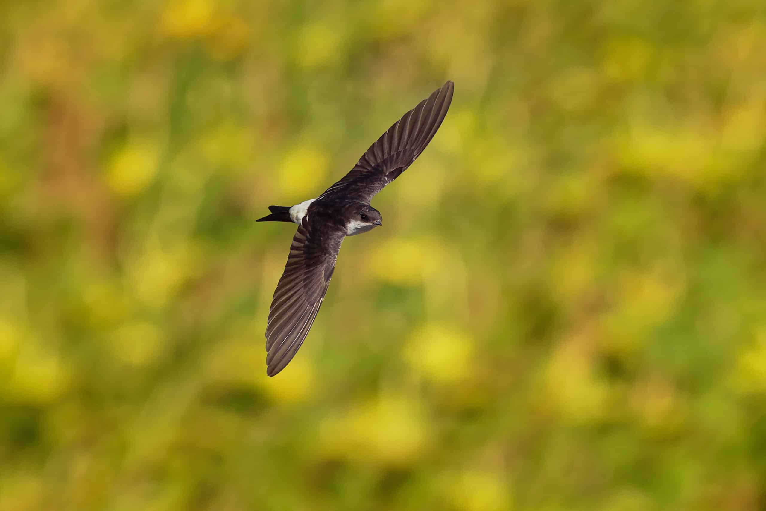A small bird with dark wings and a white belly soars above a blurred green and yellow background, evoking the open landscapes of a ranch for sale.