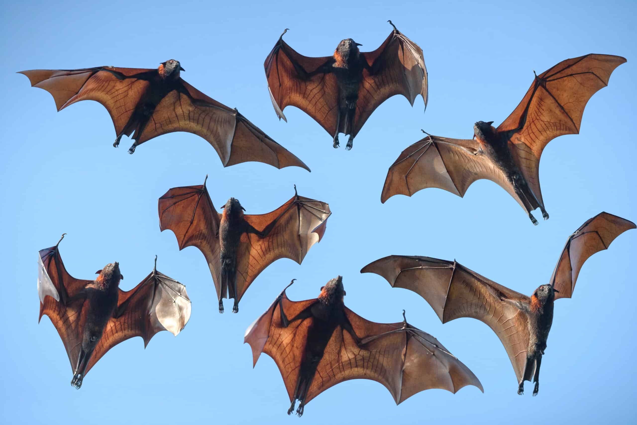 Six large bats with outstretched wings soar against a clear blue sky above a cattle ranch, their wing membranes illuminated by sunlight, revealing intricate vein patterns.