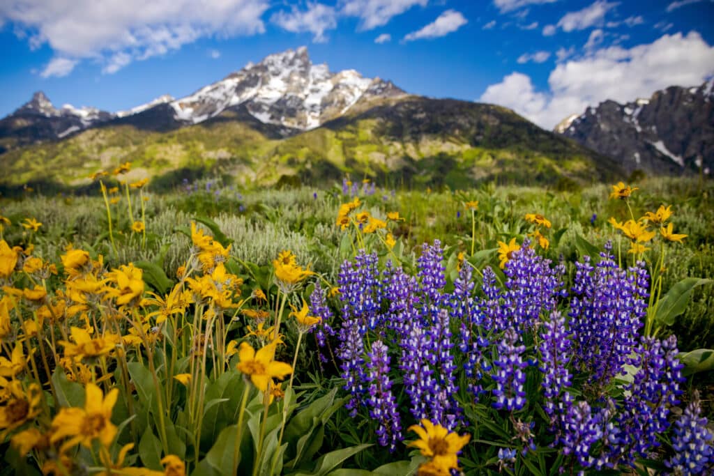 Yellow and purple wildflowers bloom in a lush meadow on a scenic cattle ranch for sale, framed by a snow-capped mountain and partly cloudy blue sky in the background.