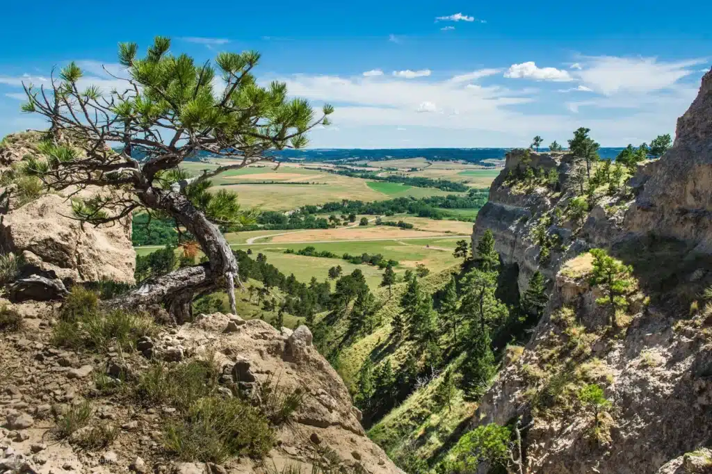 A lone pine tree grows on a rocky cliff overlooking green valley land for sale, with rolling hills and scattered trees under a bright blue sky with a few clouds.