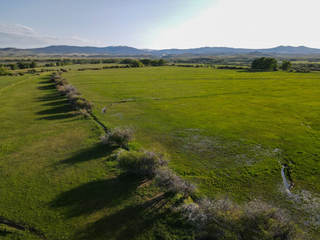 Lush irrigated field in
