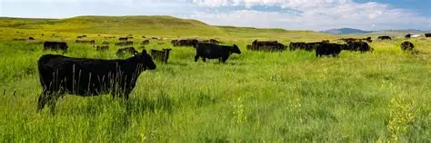 A herd of black cows grazes on green grass in a wide open field under a partly cloudy sky, with rolling hills in the background—perfect recreational land or ranch for sale.