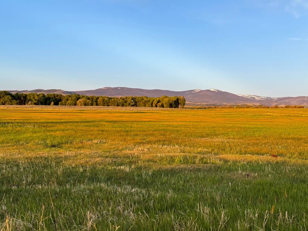 A wide grassy field with green and golden hues stretches toward a line of trees, set against distant mountains and a blue sky under warm sunlight—perfect recreational land or hunting property.
