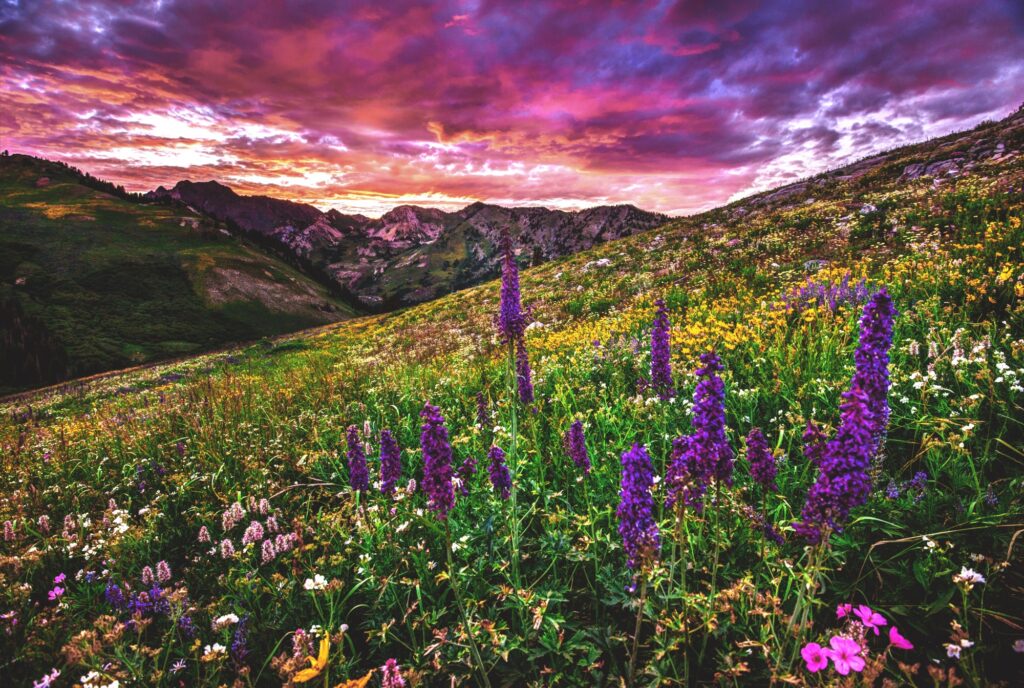 A vibrant mountain meadow filled with wildflowers in bloom, featuring clusters of purple and yellow flowers, under a dramatic pink and purple sunset sky with mountains behind—an idyllic hunting property or ranch for sale.