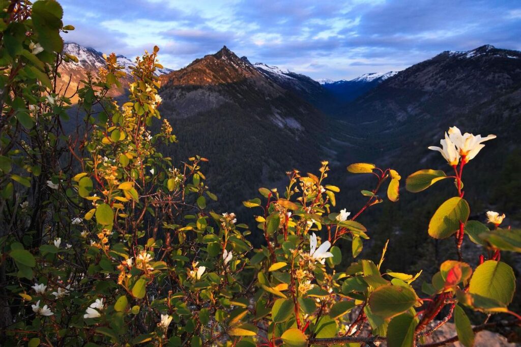 Sunlit white wildflowers and green leaves in the foreground, with a mountain valley and snow-capped peaks in the background, showcase the natural beauty of this recreational land—perfect for your dream ranch for sale under a stunning sunset sky.
