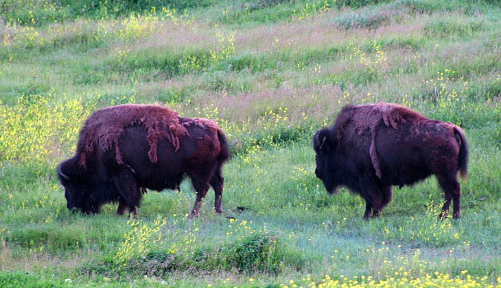 Two American bison graze on a grassy field dotted with yellow wildflowers, their shaggy brown fur shedding in patches—perfect scenery for a ranch for sale or those seeking unique recreational land.