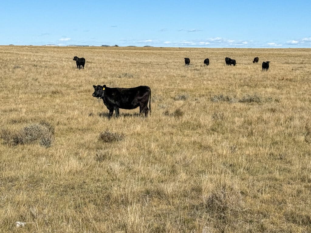 Black cows graze on a vast, dry grassland under a clear blue sky—ideal cattle ranch land for sale. One cow stands closer to the camera while others scatter in the background.