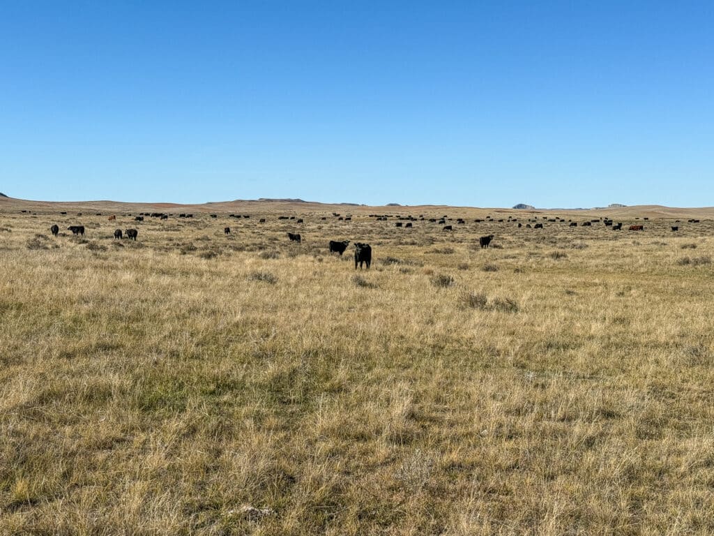 A wide, open grassland on a cattle ranch with scattered black cattle grazing under a clear blue sky, stretching to a distant horizon with low hills—ideal recreational land.