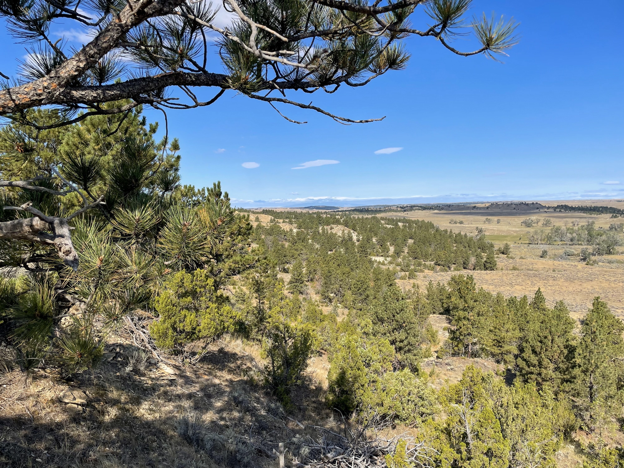 View of a sunlit, grassy landscape with scattered pine trees under a clear blue sky. Pine branches frame the top of this scenic recreational land, with rolling hills and distant mountains visible on the horizon.