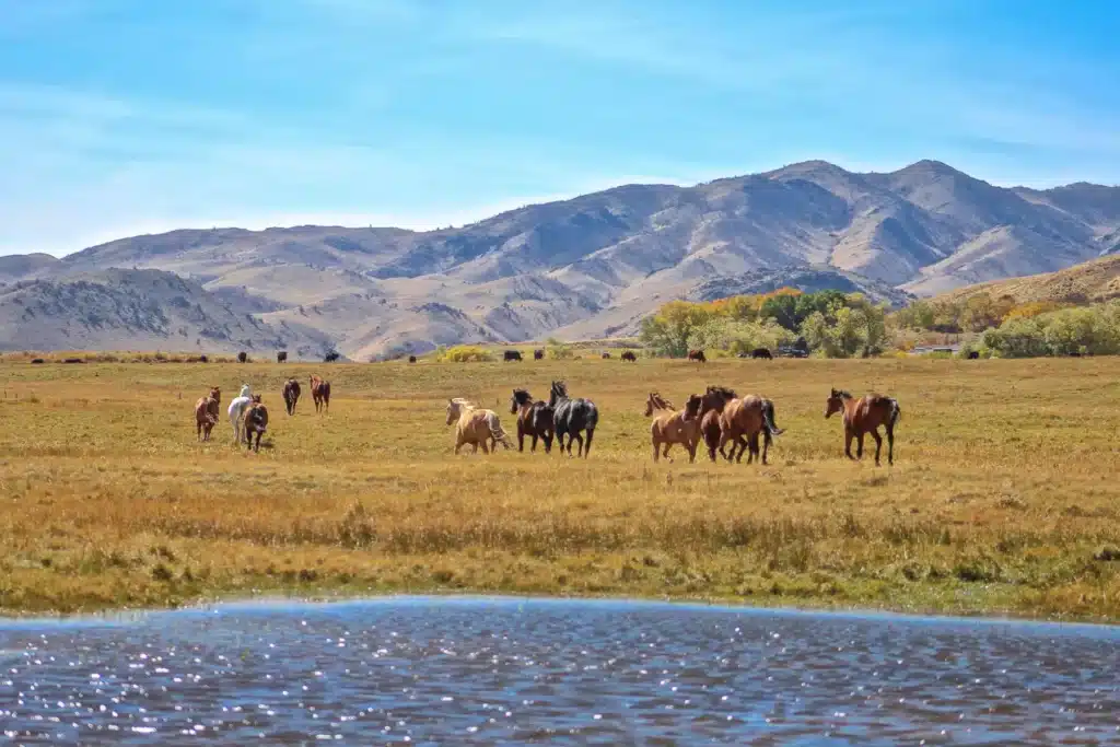 A herd of horses grazes and walks on a grassy plain near a pond, with rolling mountains and a clear blue sky in the background, highlighting the beauty of this recreational land and potential cattle ranch.