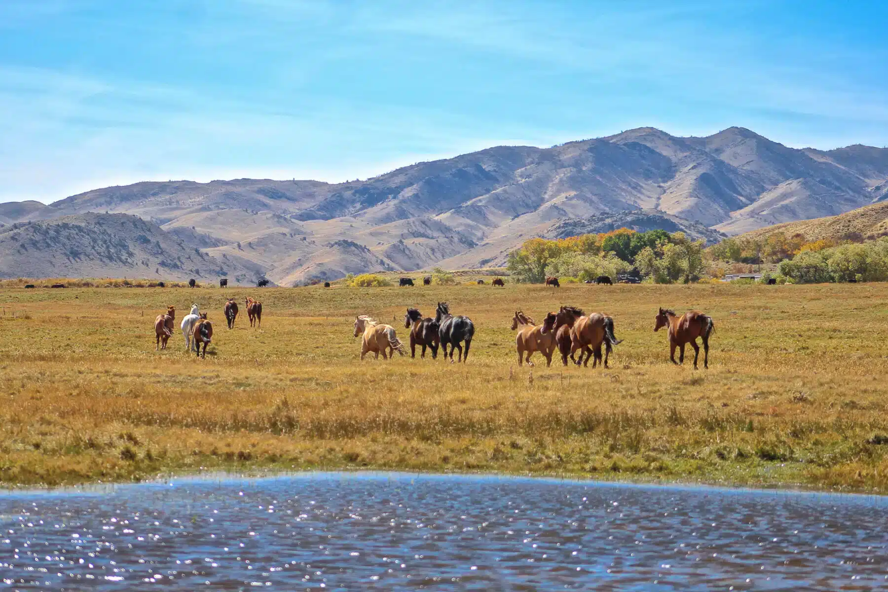 A herd of horses grazes and walks on a grassy plain near a pond, with rolling mountains and a clear blue sky in the background, highlighting the beauty of this recreational land and potential cattle ranch.