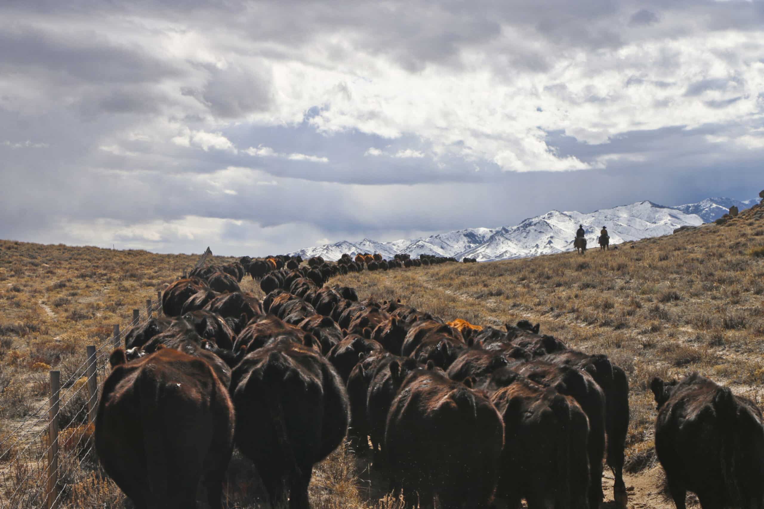 A herd of cattle walks along a dry, grassy path on a scenic cattle ranch toward snow-capped mountains under a cloudy sky, with two people visible in the distance.