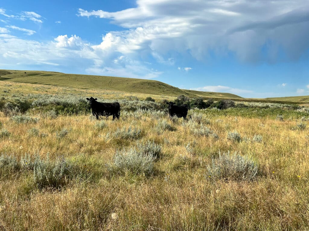 Cattle grazing on native grassland with storm clouds in background.