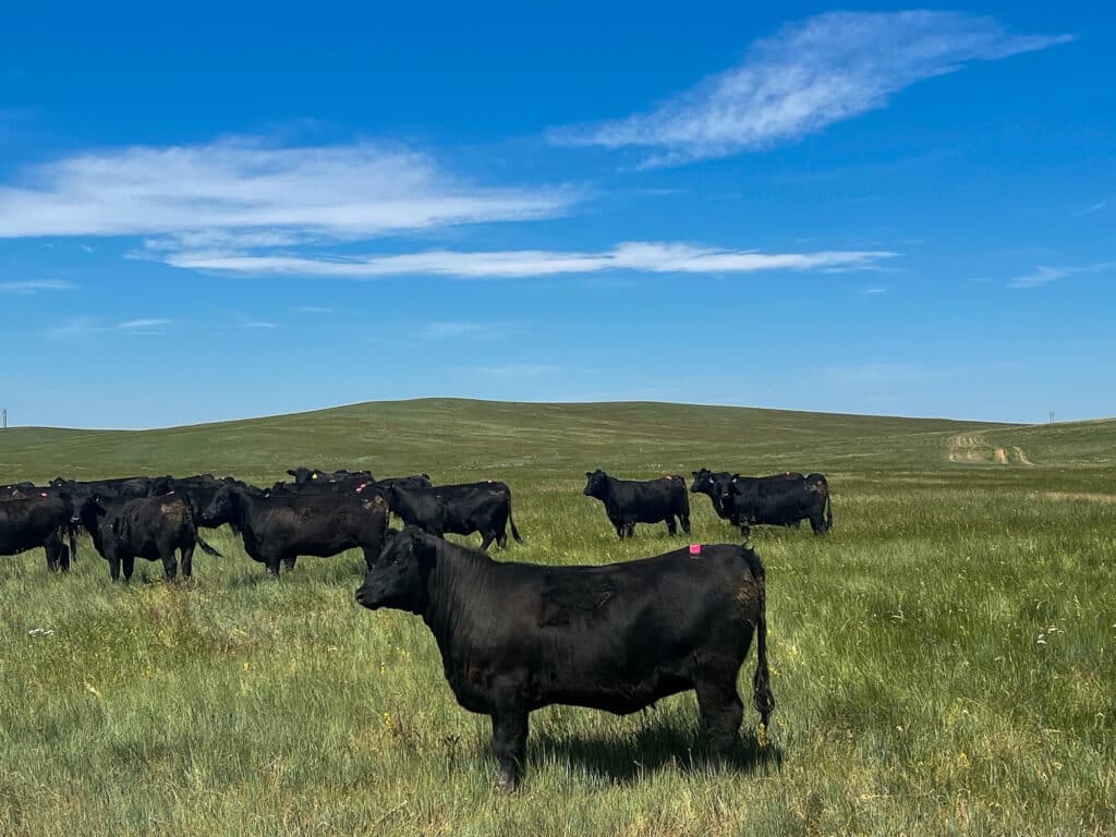 A herd of black cows grazes in a green grassy field under a blue sky with scattered clouds. Rolling hills create a scenic backdrop for this beautiful cattle ranch land for sale.