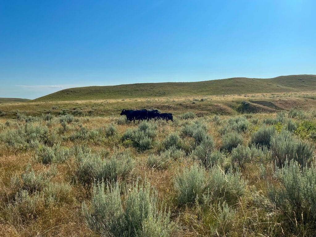A small herd of black cattle stands among tall grass and shrubs on a sunlit, open prairie landscape with gently rolling hills—ideal ranch for sale under a clear blue sky.