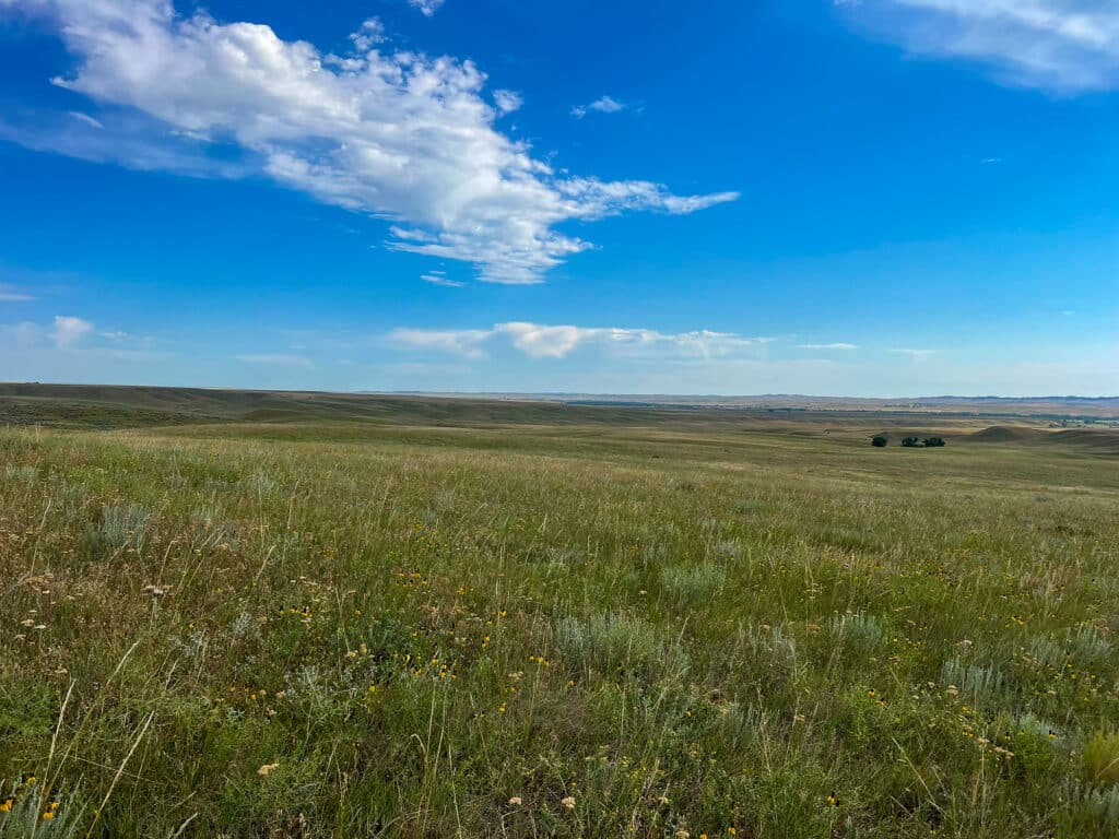 Expansive grassy prairie landscape under a bright blue sky with scattered clouds; wildflowers and green vegetation cover gently rolling hills—ideal cattle ranch or hunting property land for sale.