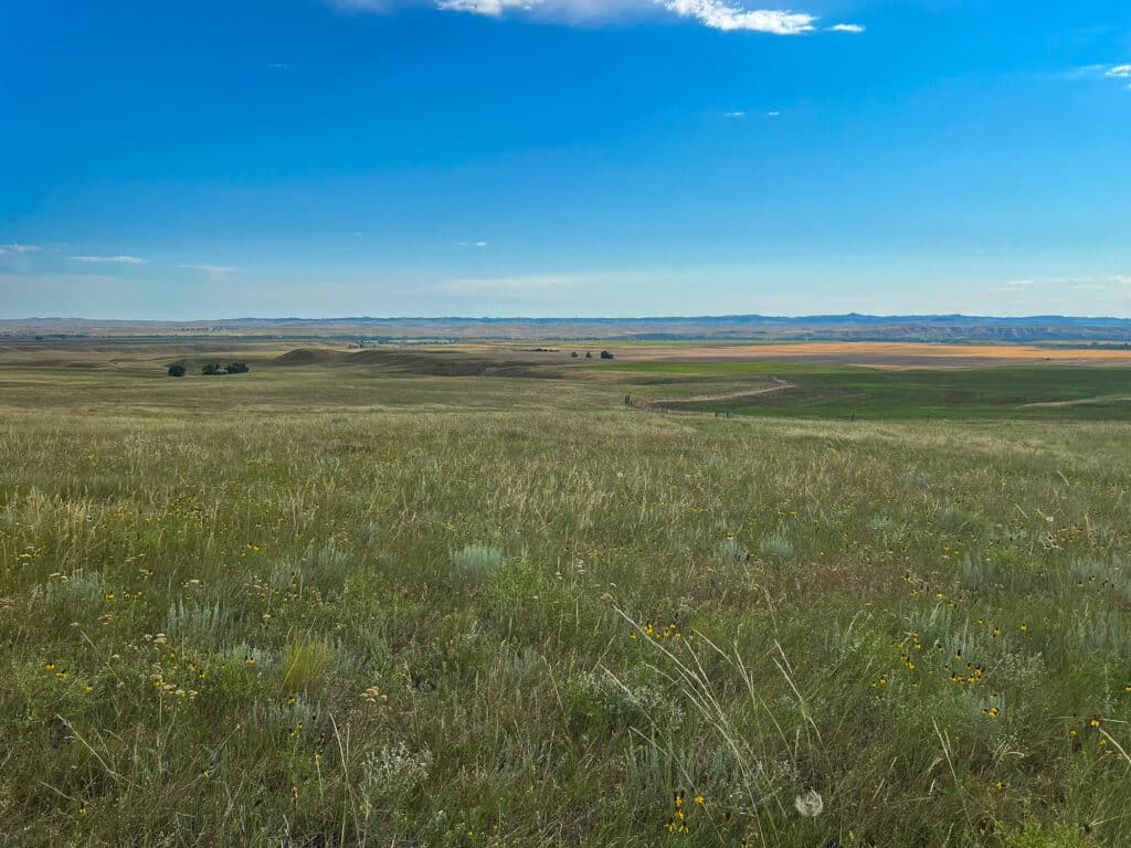 Wide view of a grassy prairie with scattered wildflowers under a clear blue sky. Rolling hills and a distant ridge line are visible, making this ideal cattle ranch or hunting property land for sale, featuring patches of green and brown vegetation.
