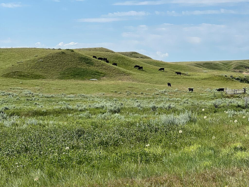 Cattle grazing in lush native grasslands on ranch in Big Horn County