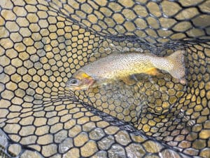 A speckled trout with a yellowish belly lies caught in a black net over the shallow, clear water of Tom Miner Creek.