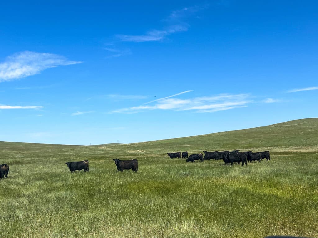 A herd of black cattle grazes on green grass in an open field under a bright blue sky, perfect for a cattle ranch or hunting property. Gently rolling hills are visible in the background.