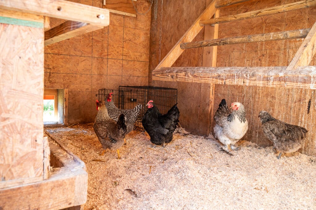 Five chickens of various breeds stand on the sawdust-covered floor inside a wooden chicken coop at this charming Bridger Canyon estate, with a small door to the outside and wooden roosting bars overhead.