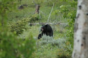 A black bear stands in a grassy, green forest clearing on a Bridger Canyon estate, partially obscured by leafy trees and shrubs in the foreground. Fallen branches and scattered greenery are visible in the background.