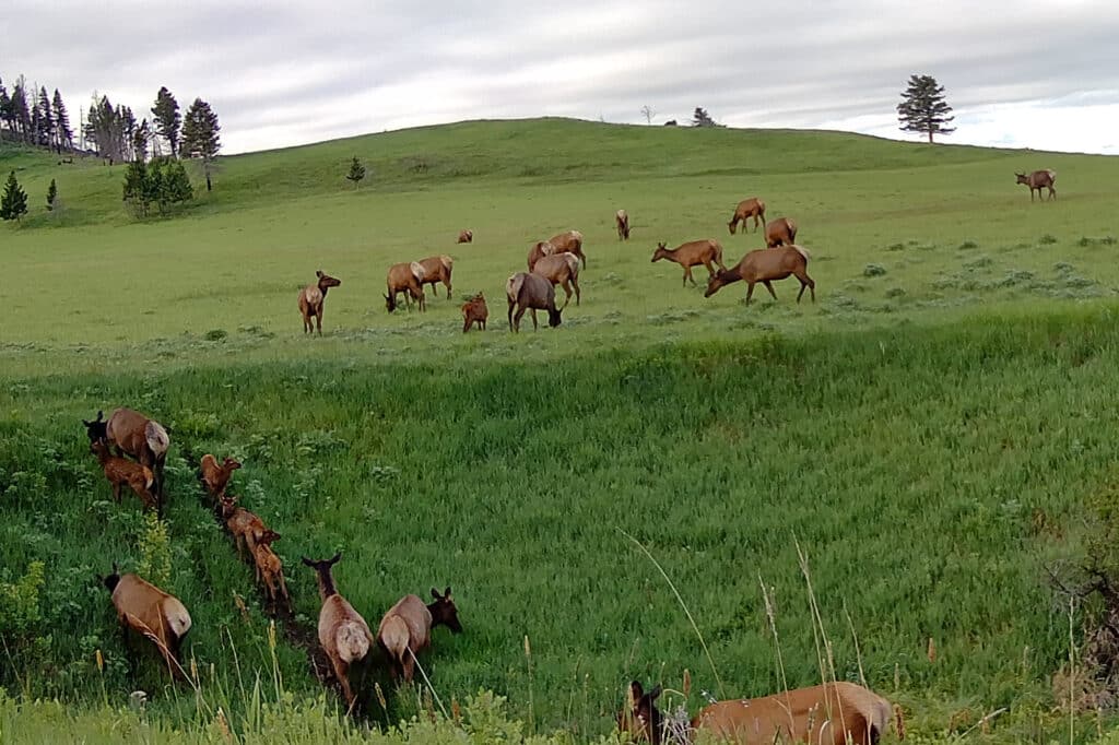 A herd of elk grazes on a lush green hillside under a cloudy sky in Bridger Canyon, with some standing and others lowering their heads to eat grass, while a few emerge from thicker vegetation in the foreground near Spring Creek Estate.