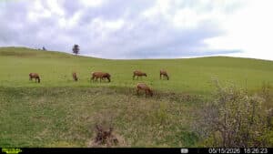 A group of seven elk are grazing on a green grassy hillside at Spring Creek Estate under a cloudy sky. The photo is dated May 15, 2026, taken at 18:26:23, with rolling hills and sparse trees in the background.