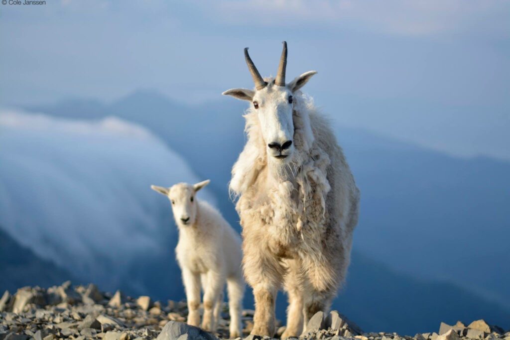 A mountain goat and its kid stand on rocky terrain in Bridger Canyon, with distant blue mountains and clouds in the background. The adult goat has long horns and shedding fur while the kid stands slightly behind it.