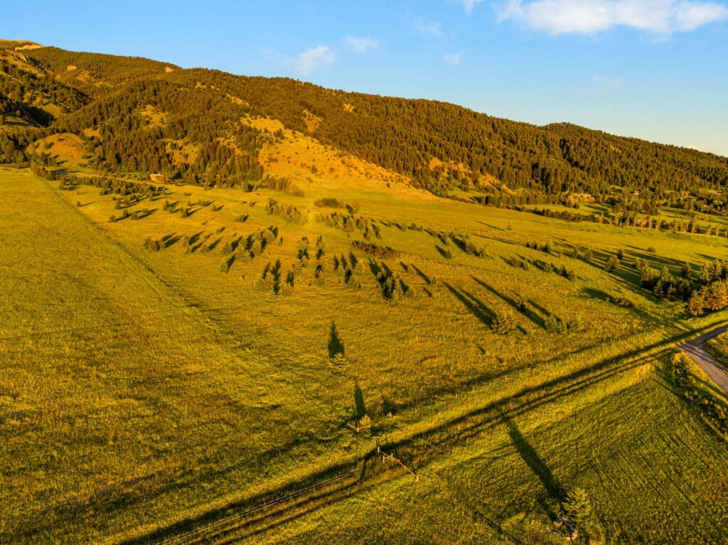 Aerial view of a sunlit green field near Sypes Canyon, with scattered young trees casting long shadows, bordered by forested hills beneath a blue sky with a few clouds.