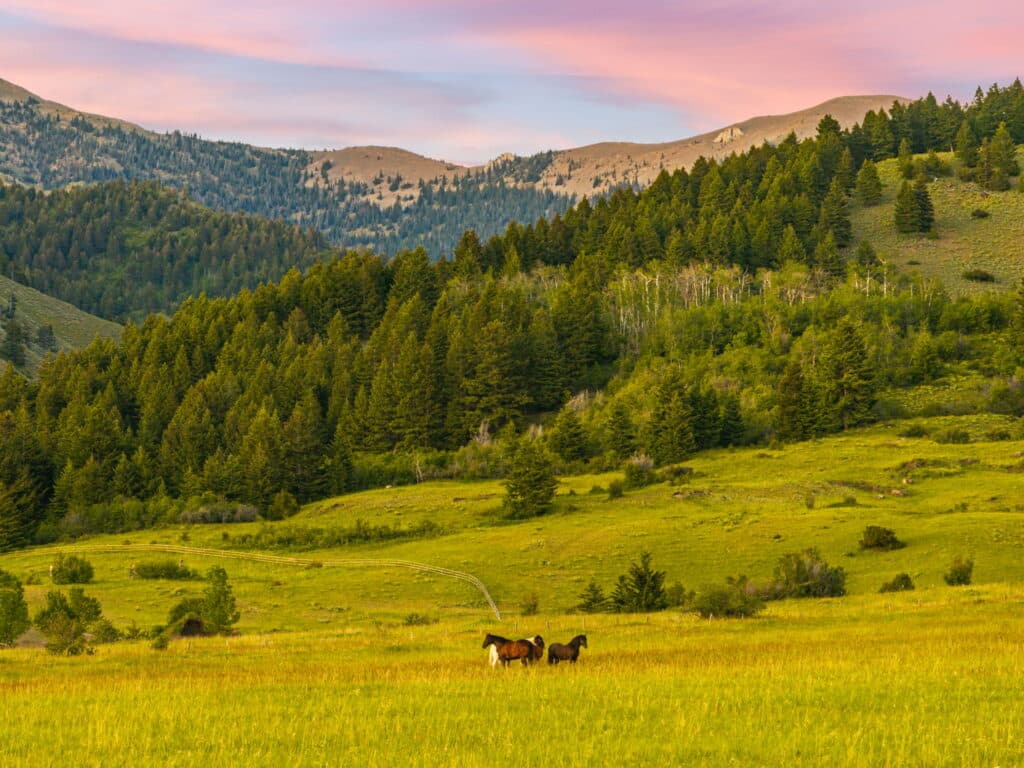 A scenic landscape showing green rolling hills and dense forests, with the Five Ranges mountains in the background under a pink and blue sky. Three horses graze in a sunlit, grassy meadow near Sypes Canyon in the foreground.