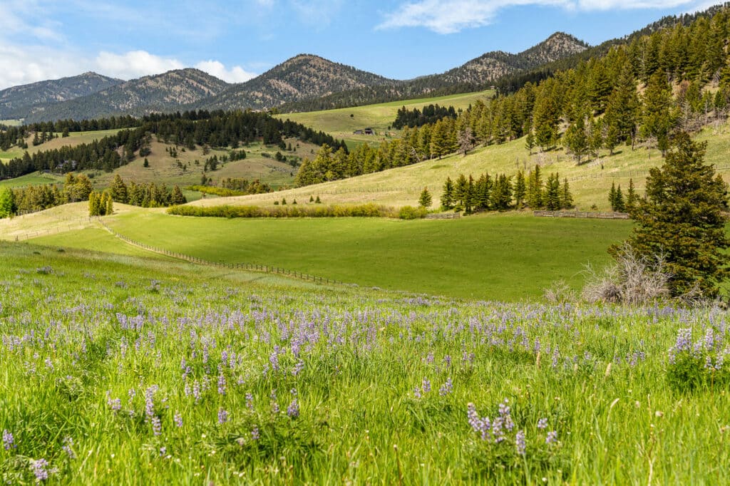 A scenic landscape of rolling green hills at Spring Creek Estate, covered with wildflowers, pine trees, and grassy fields, with forested mountains and a partly cloudy blue sky in the background.