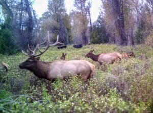 A group of elk, including a large bull with antlers, graze in a green, wooded meadow surrounded by tall trees and plants at Corps of Discovery Ranch.
