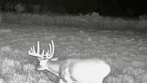A large buck with prominent antlers walks through a grassy field at night on the Corps of Discovery Ranch, captured by a trail camera using night vision.
