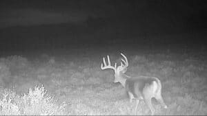 A black-and-white night trail camera image from the Corps of Discovery Ranch shows a deer with large antlers standing in an open grassy field, facing away from the camera. The landscape is dimly lit, with vegetation in the foreground.