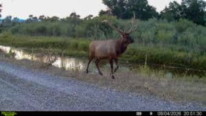 A large elk with impressive antlers walks beside a gravel path and a narrow stream, surrounded by green bushes and trees on Discovery Ranch. The scene is captured by a trail camera at dusk.