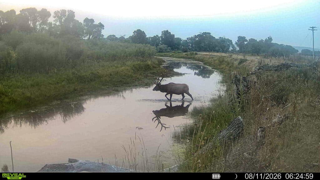 A large elk stands in shallow water by a grassy bank at sunrise on the Corps of Discovery Ranch. Trees and fence posts line the background. The time and date stamp in the corner reads 08/11/2026 06:24:59.