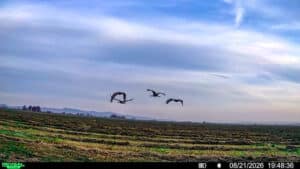 Four birds fly over a vast, harvested field at Corps of Discovery Ranch under a blue and cloudy sky at sunset. Hills are visible in the distance, and a timestamp reads 08/21/2026 19:48:36 at the bottom right corner.
