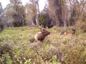 A large elk with impressive antlers stands in tall grass at the Corps of Discovery Ranch, surrounded by brush and trees. Two other elk are partially visible in the background among the greenery, capturing a tranquil scene perfect for a memorable vacation on the ranch.
