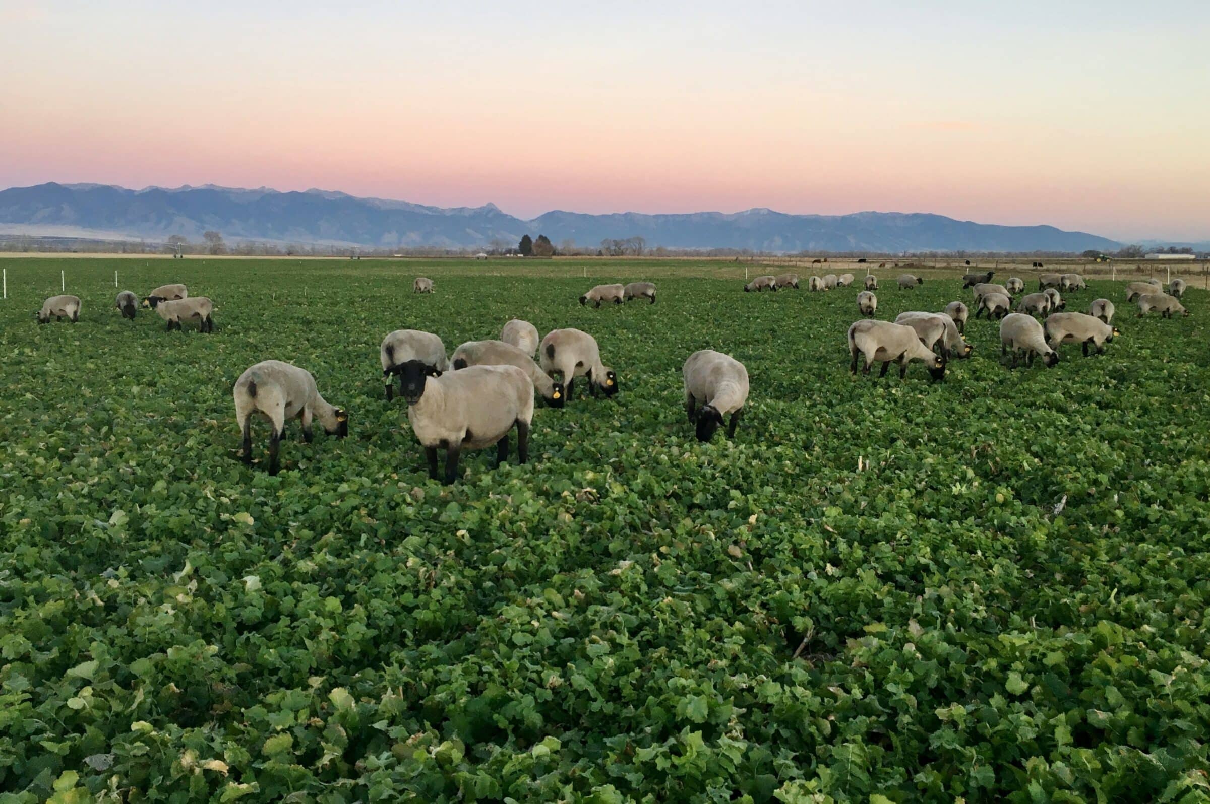 A flock of sheep, typical of 4-H market animals, grazes in a green field with leafy plants, with mountains and a pink-blue sky in the background at dusk.